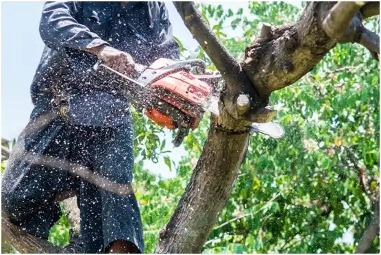 tree services Big Stone City